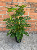 Monstera Adansonii - Cheeky Garden