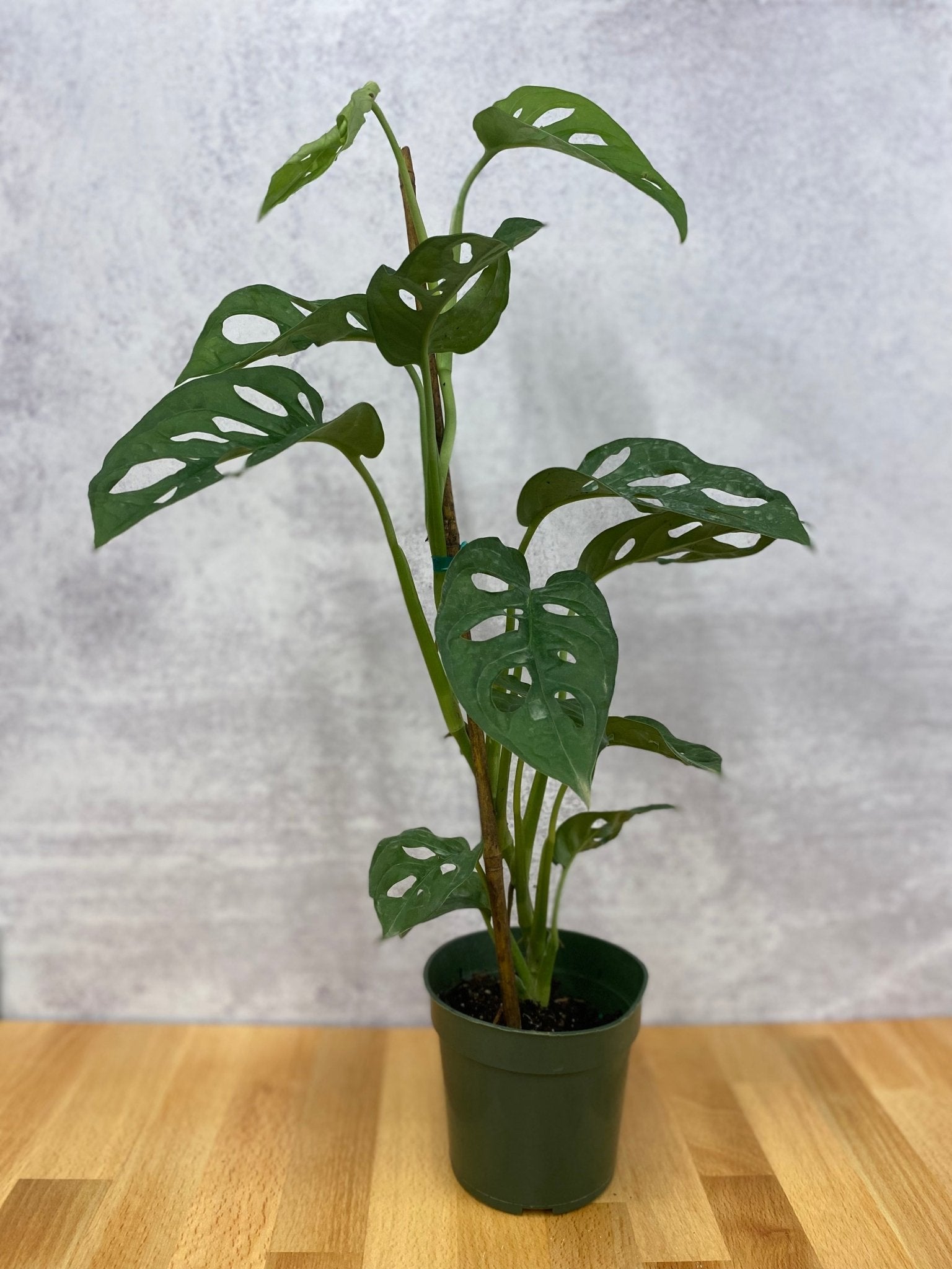 Monstera Adansonii - Cheeky Garden