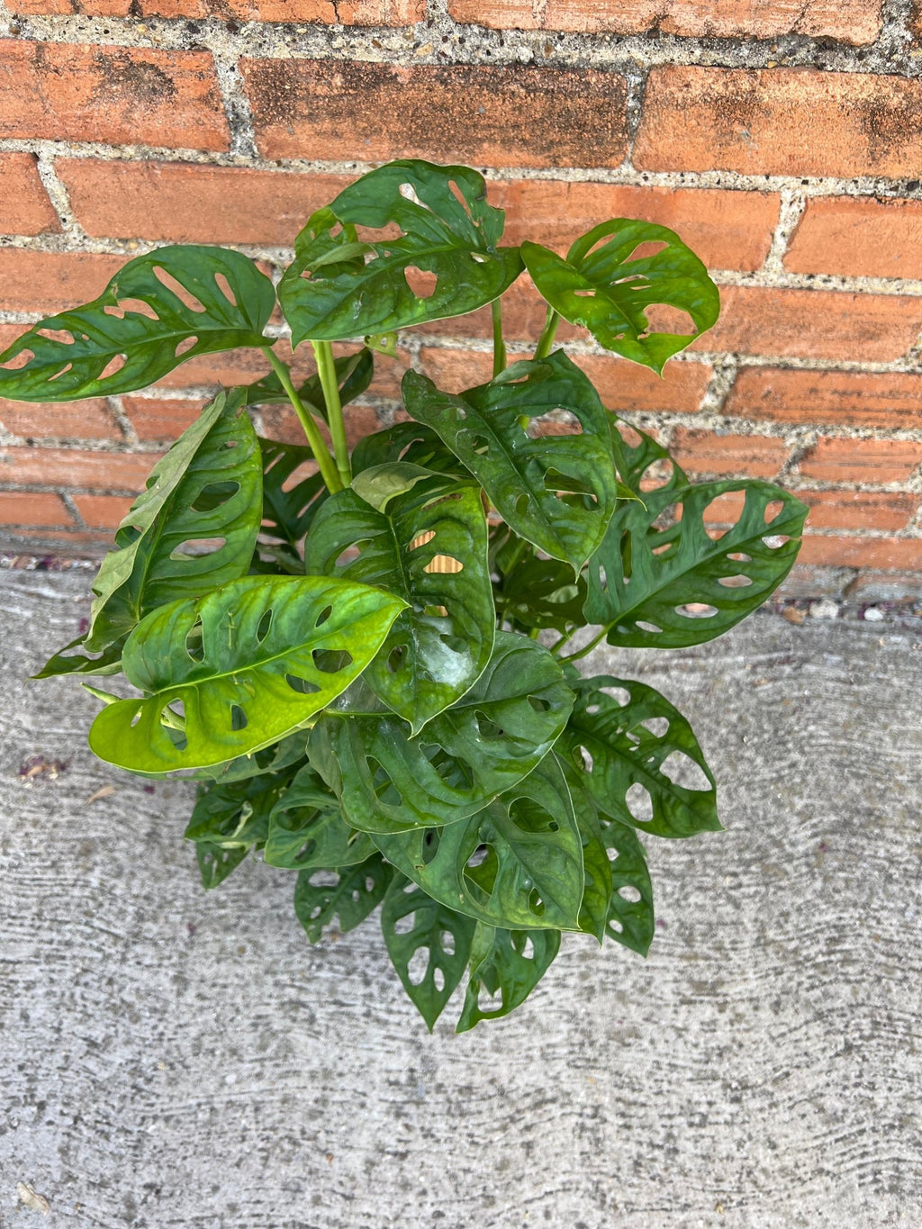 Monstera Adansonii - Cheeky Garden