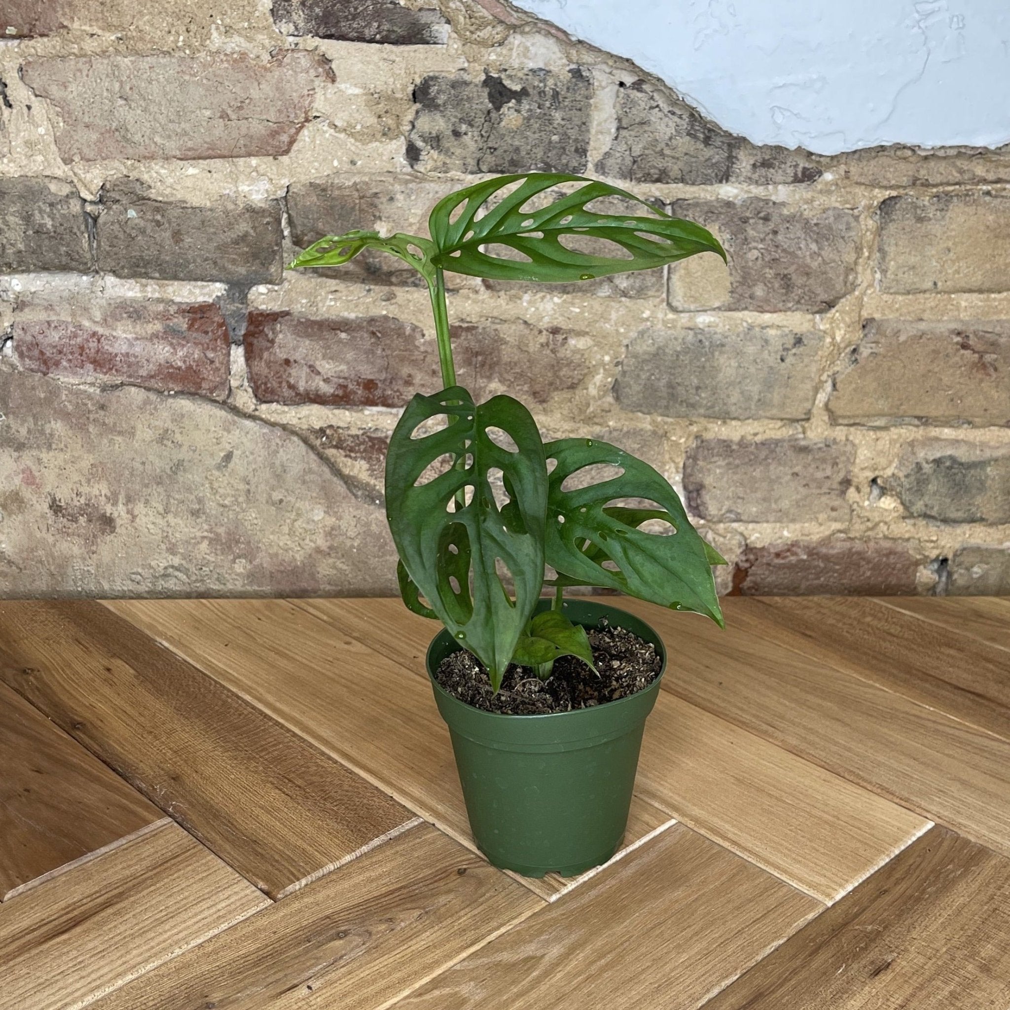 Monstera Adansonii - Cheeky Garden