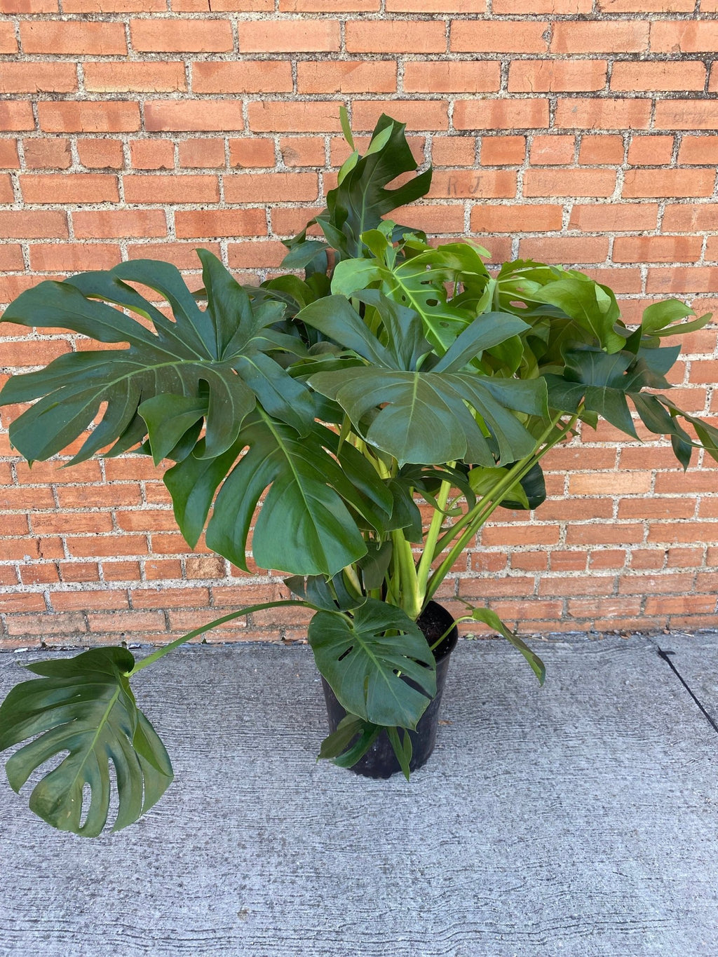 Monstera Deliciosa - Cheeky Garden