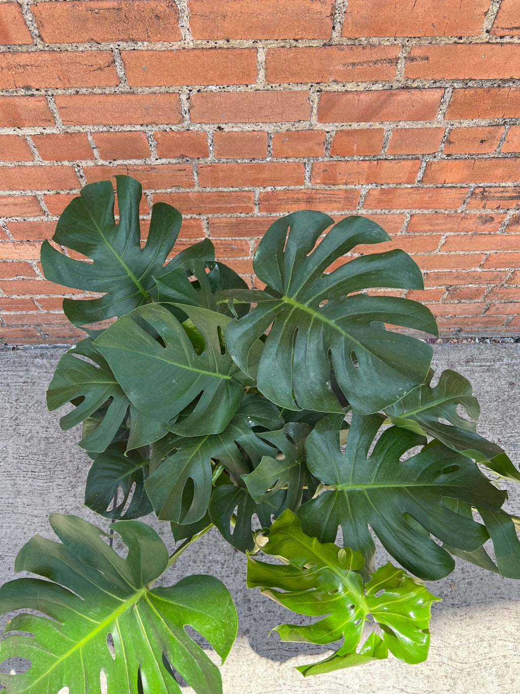 Monstera Deliciosa - Cheeky Garden