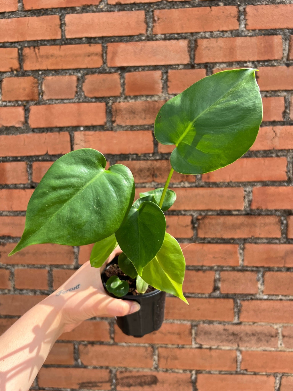 Monstera Deliciosa - Cheeky Garden