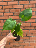 Monstera Deliciosa - Cheeky Garden