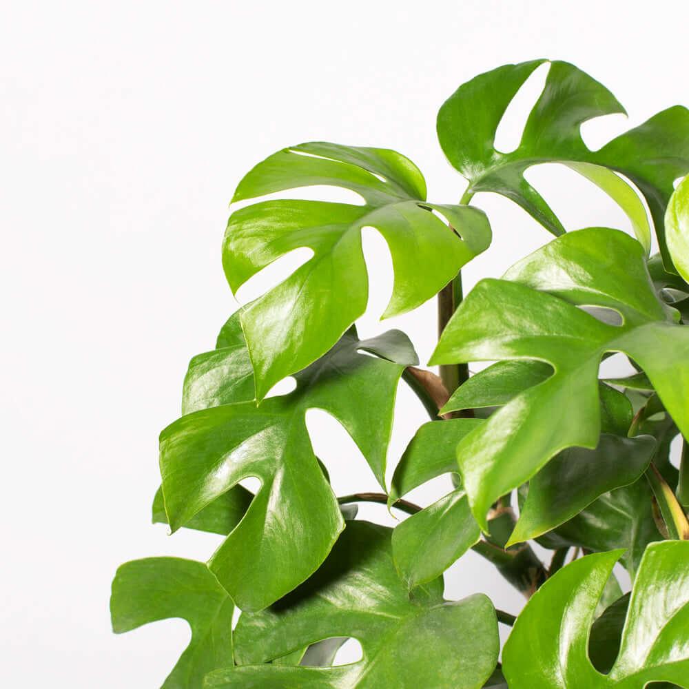 Monstera Ginny – Mini Monstera (Rhaphidophora tetrasperma) - Cheeky Garden