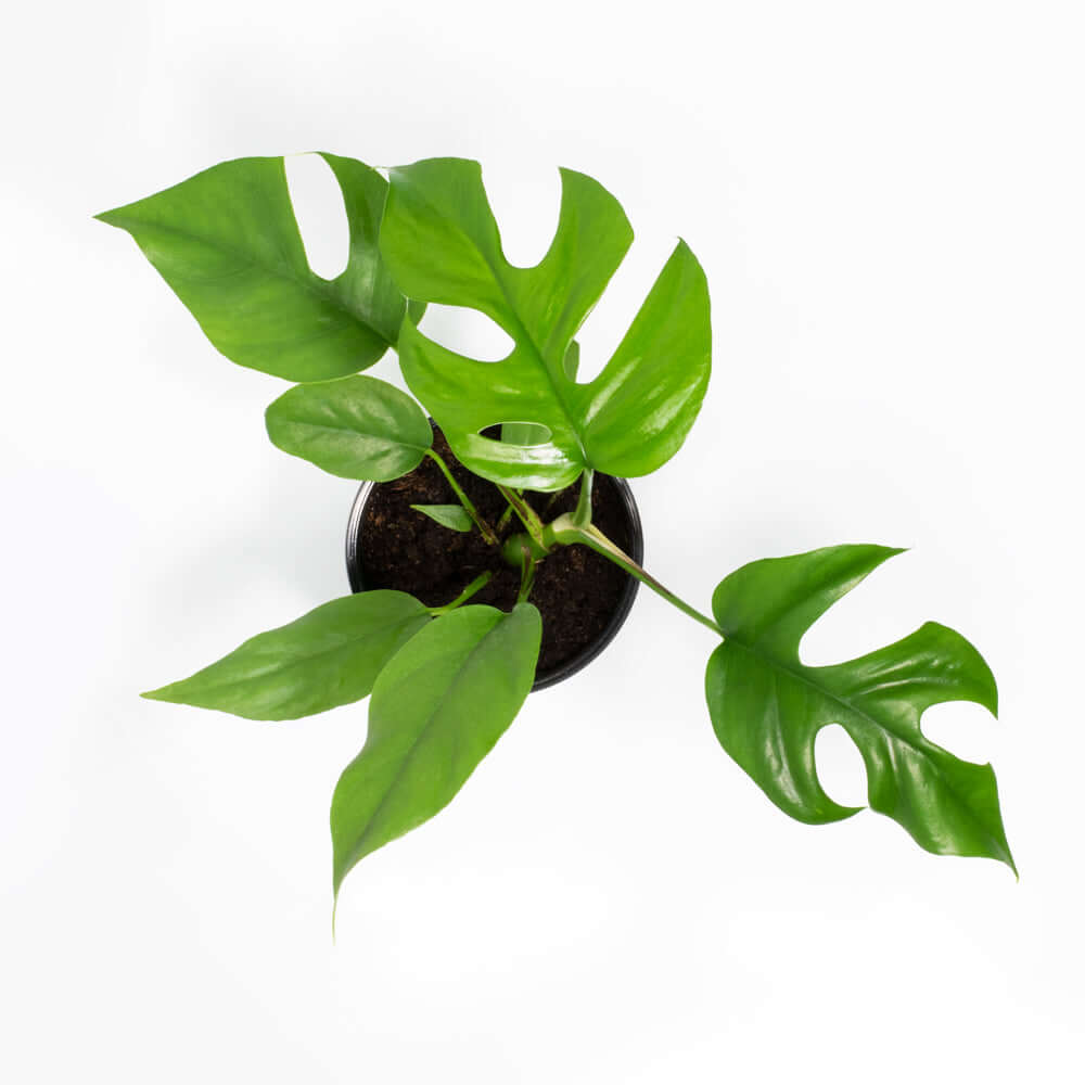 Monstera Ginny – Mini Monstera (Rhaphidophora tetrasperma) - Cheeky Garden