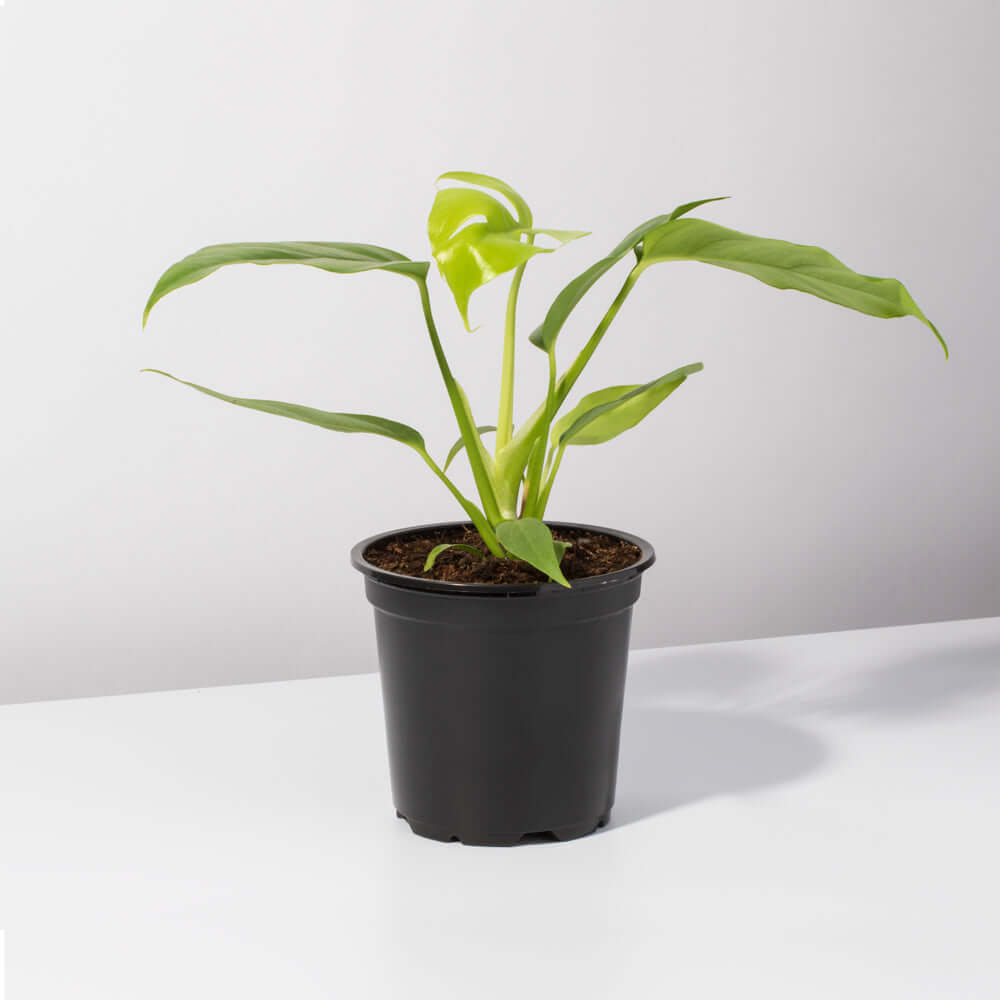 Monstera Ginny – Mini Monstera (Rhaphidophora tetrasperma) - Cheeky Garden