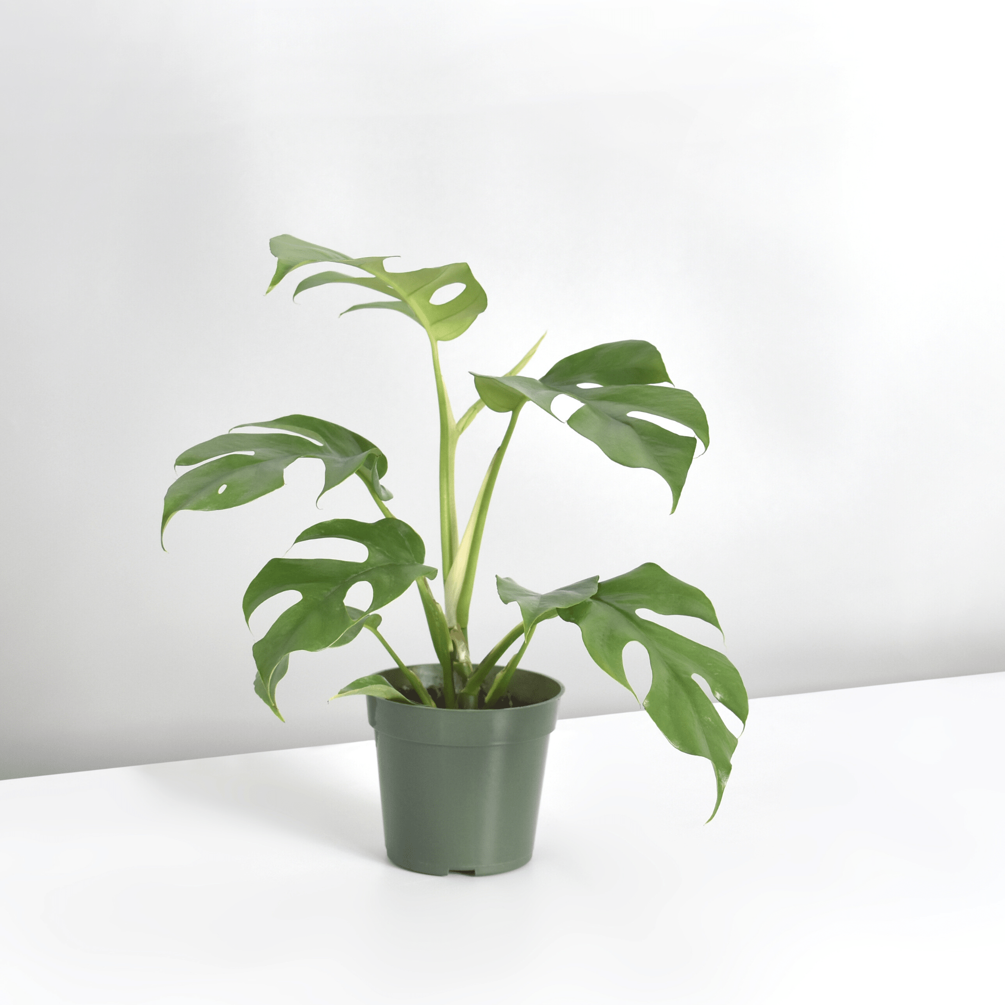 Monstera Ginny – Mini Monstera (Rhaphidophora tetrasperma) - Cheeky Garden