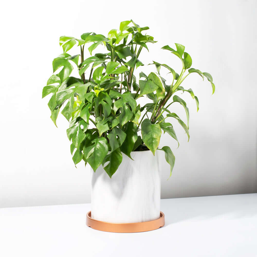 Monstera Ginny – Mini Monstera (Rhaphidophora tetrasperma) - Cheeky Garden