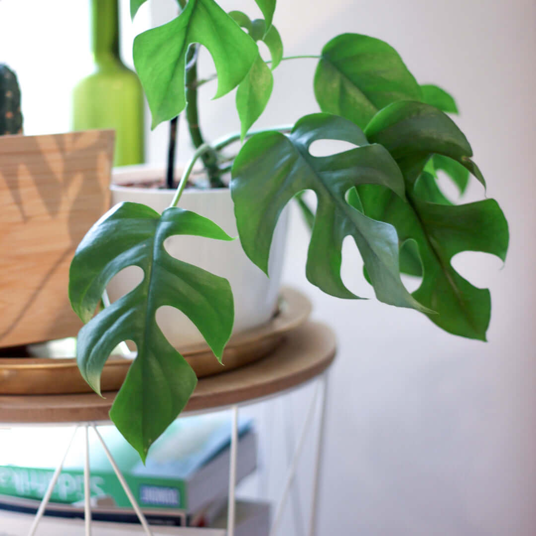 Monstera Ginny – Mini Monstera (Rhaphidophora tetrasperma) - Cheeky Garden