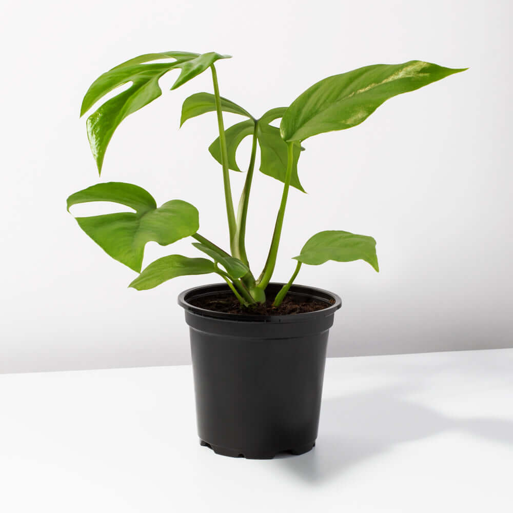 Monstera Ginny – Mini Monstera (Rhaphidophora tetrasperma) - Cheeky Garden
