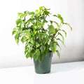 Monstera Ginny – Mini Monstera (Rhaphidophora tetrasperma) - Cheeky Garden