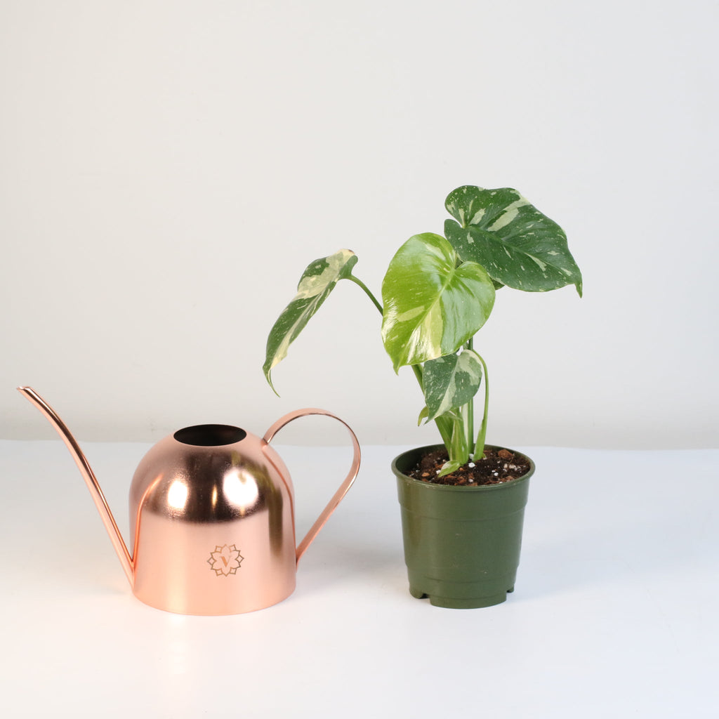 Monstera Thai Constellation - Cheeky Garden