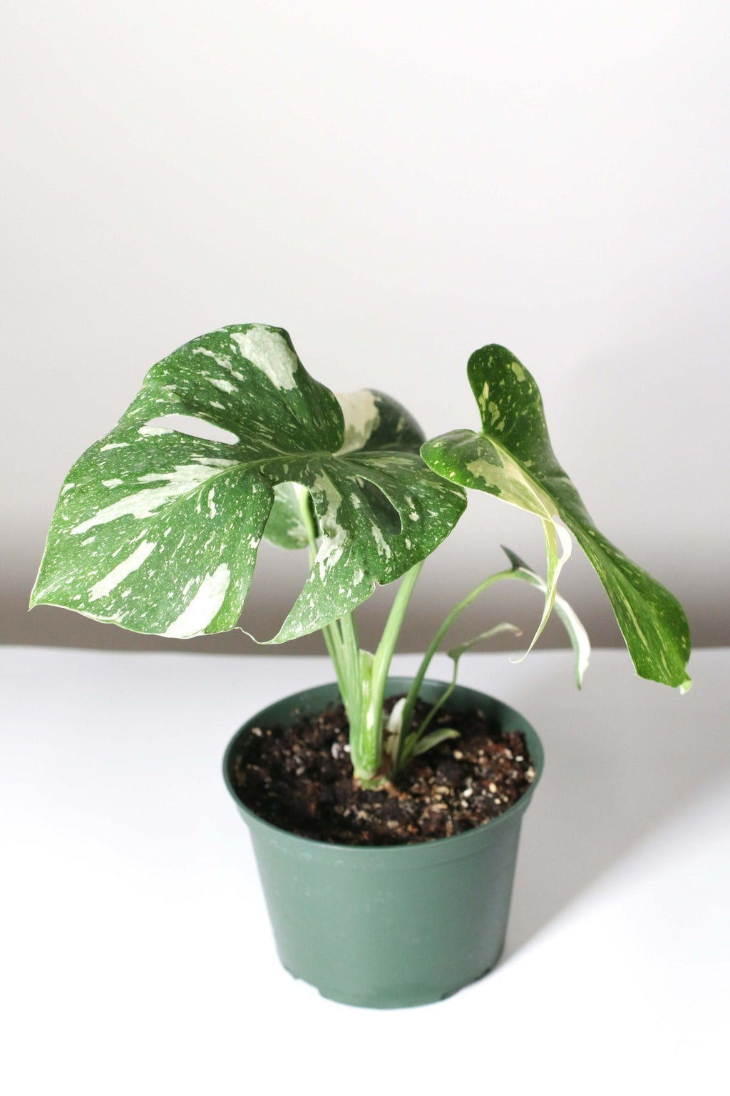 Monstera Thai Constellation - Cheeky Garden