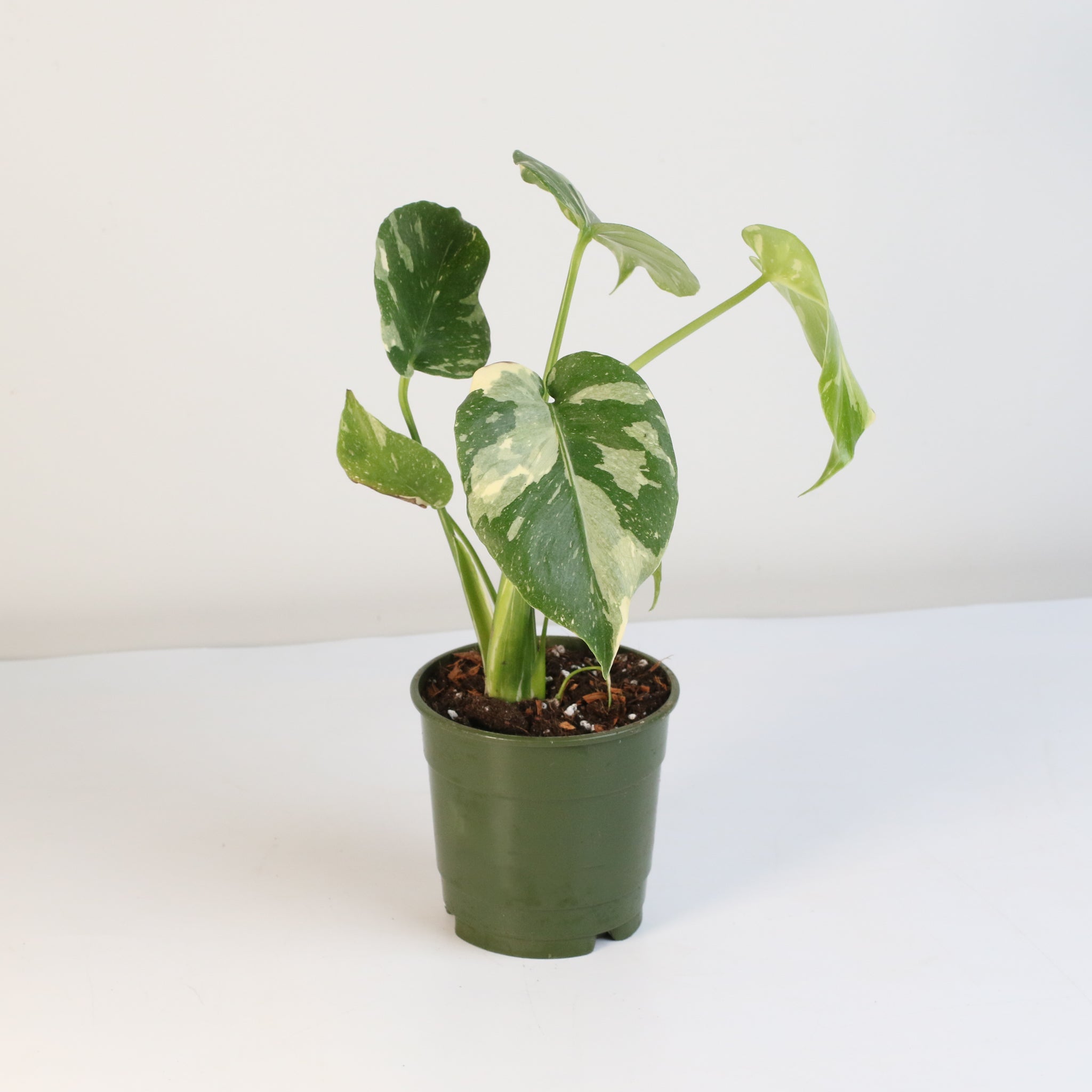 Monstera Thai Constellation - Cheeky Garden