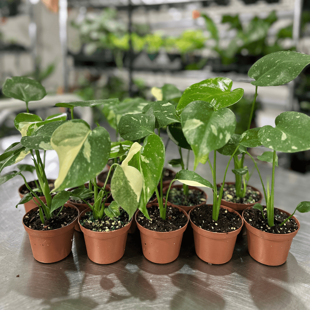 Monstera Thai Constellation - Cheeky Garden