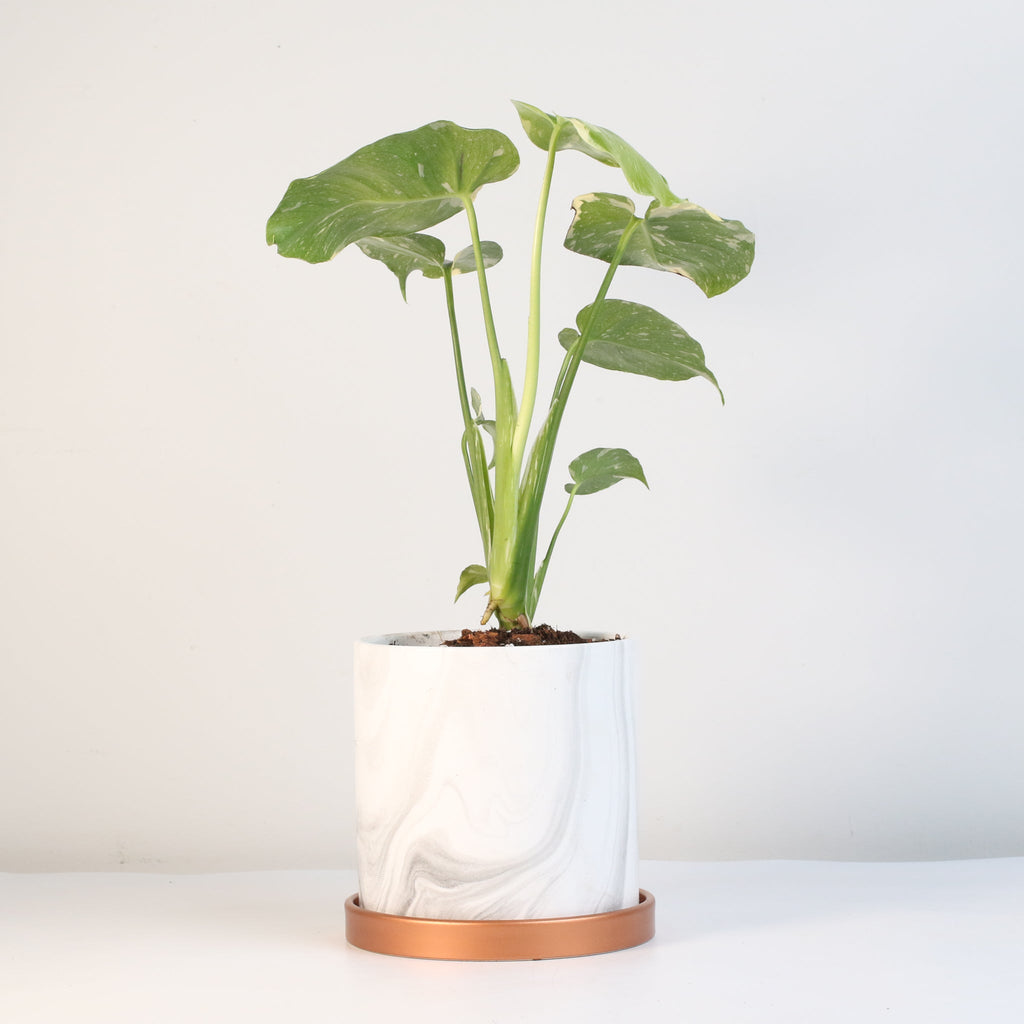 Monstera Thai Constellation - Cheeky Garden