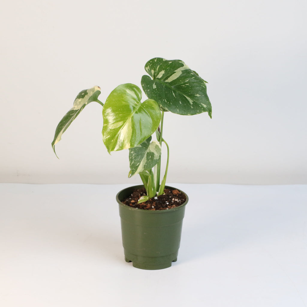 Monstera Thai Constellation - Cheeky Garden
