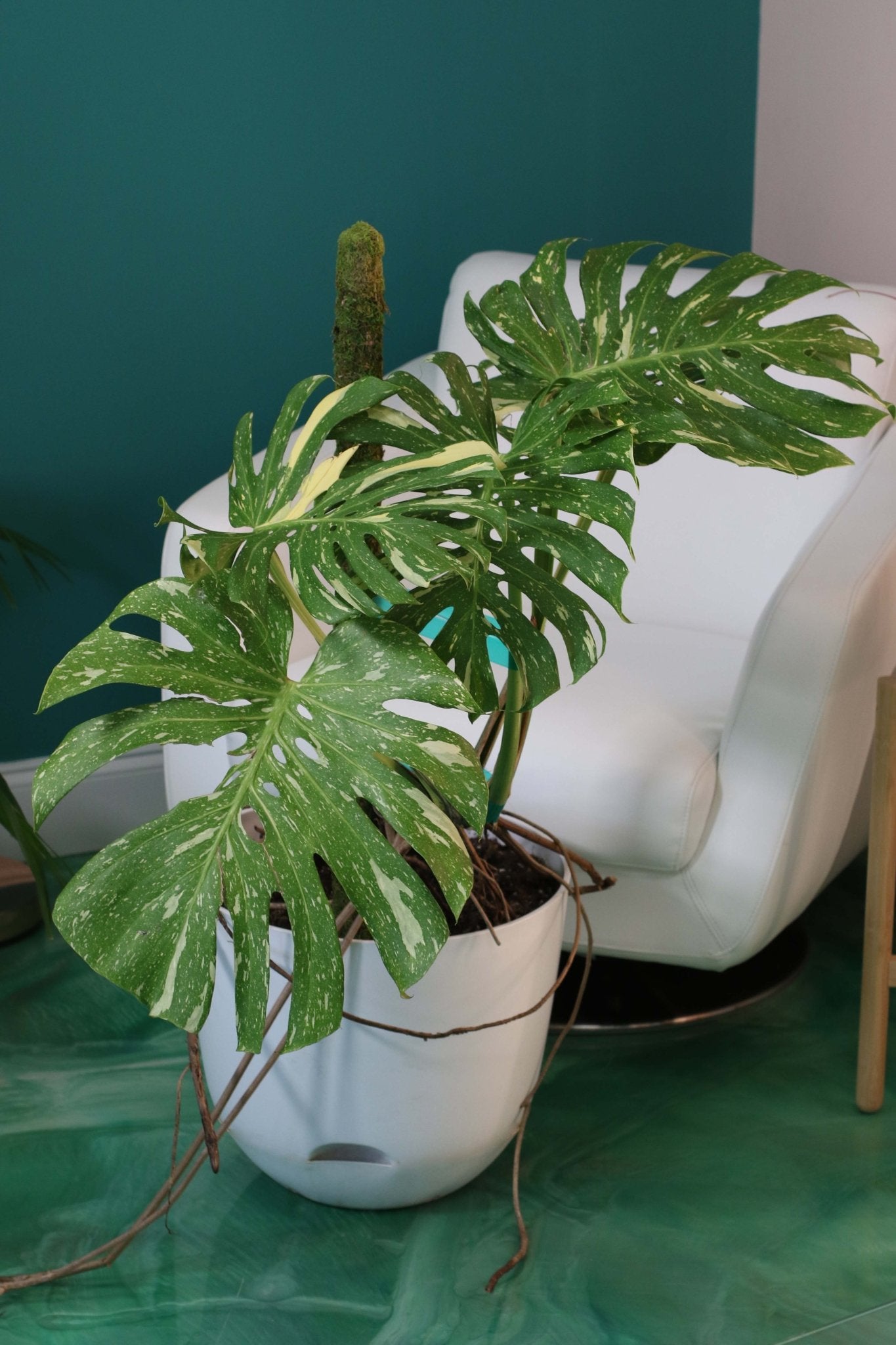 Monstera Thai Constellation - Cheeky Garden