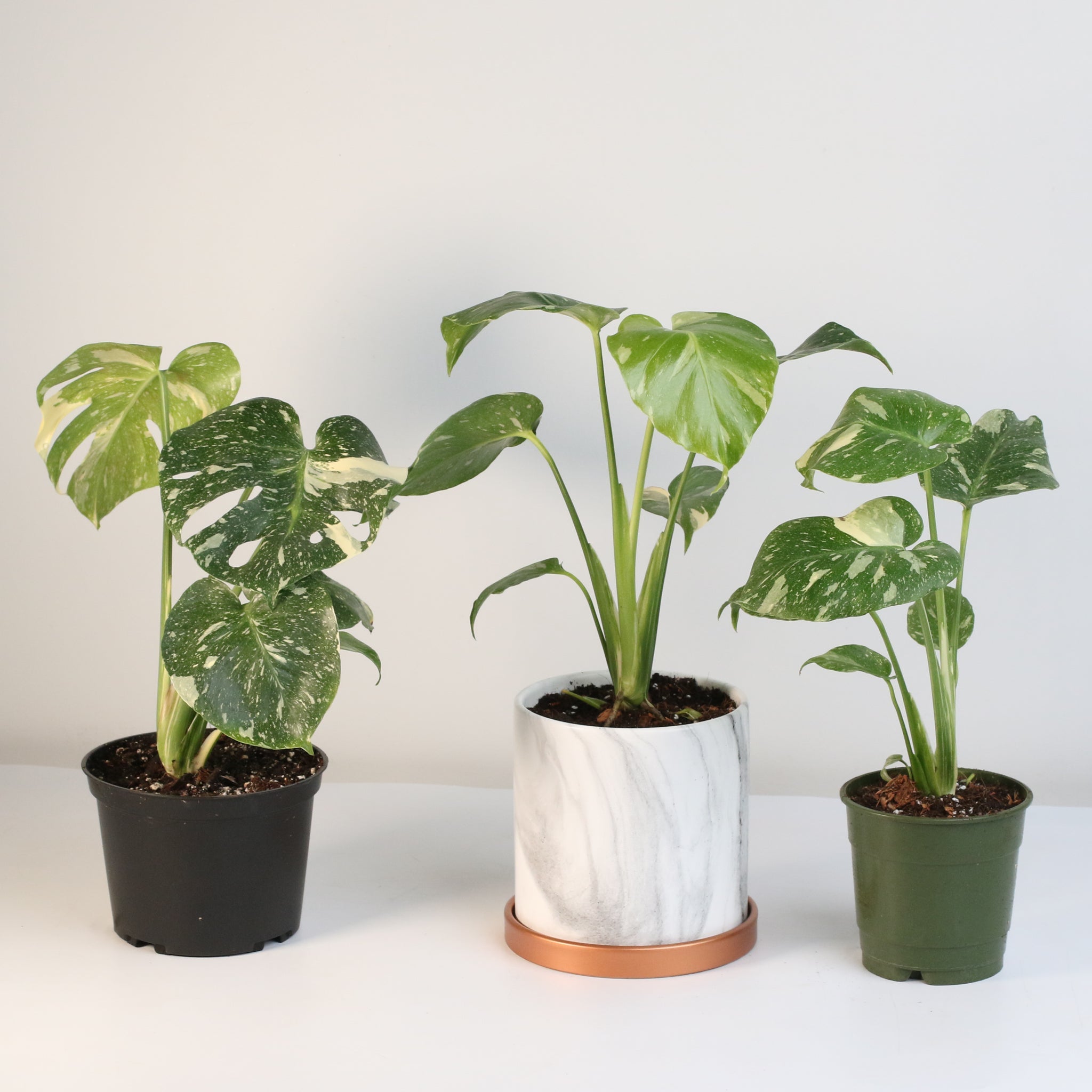 Monstera Thai Constellation - Cheeky Garden