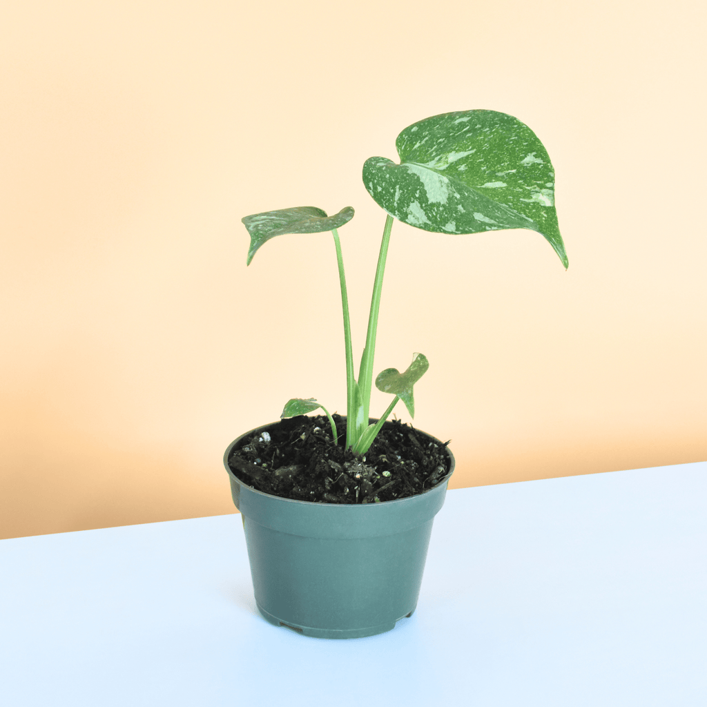Monstera Thai Constellation - Cheeky Garden