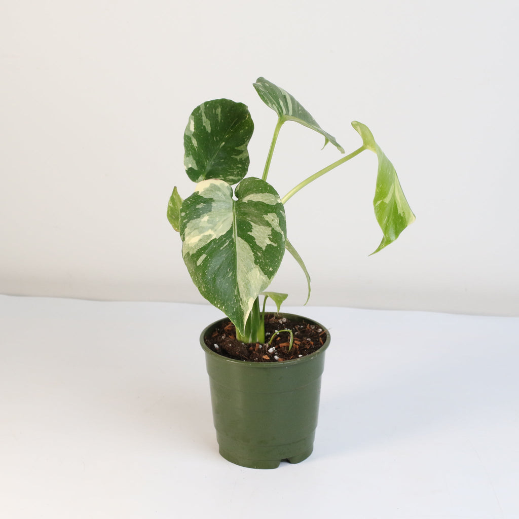 Monstera Thai Constellation - Cheeky Garden