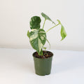 Monstera Thai Constellation - Cheeky Garden