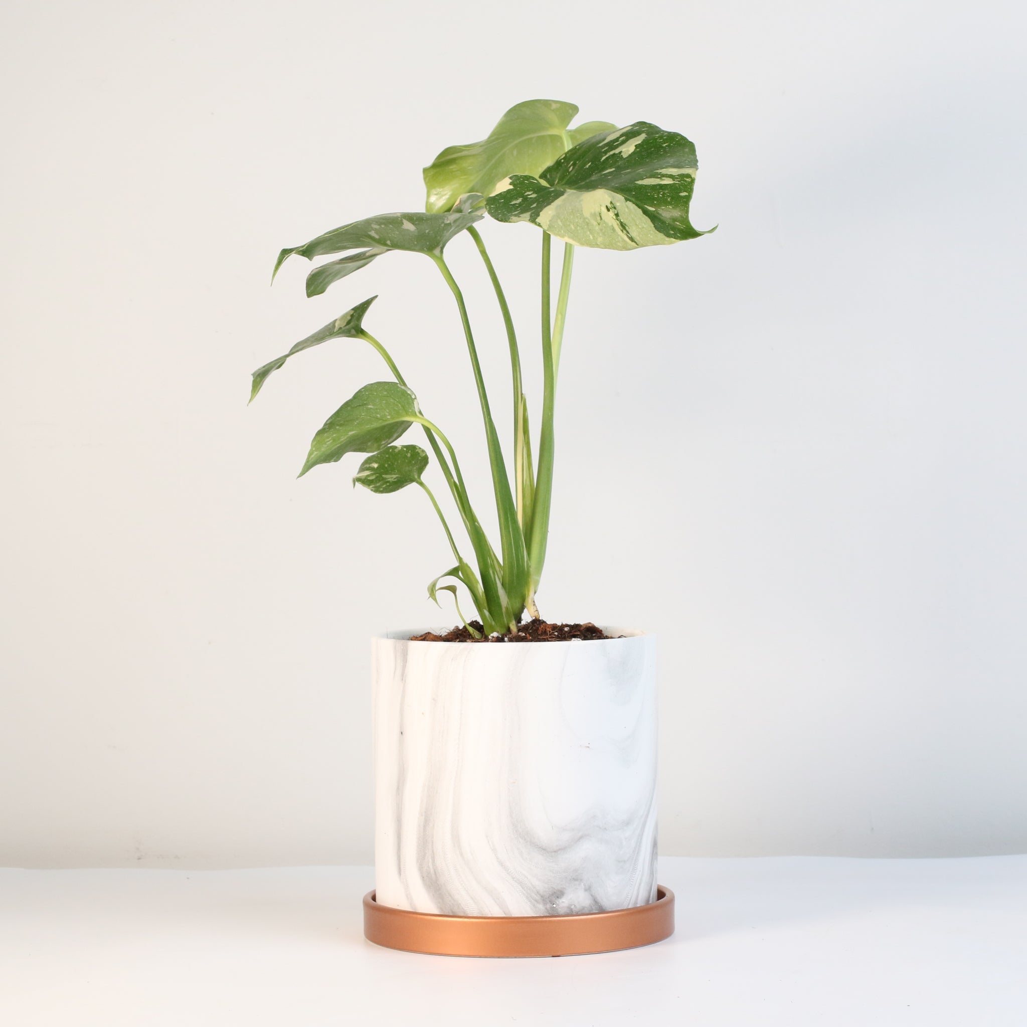 Monstera Thai Constellation - Cheeky Garden