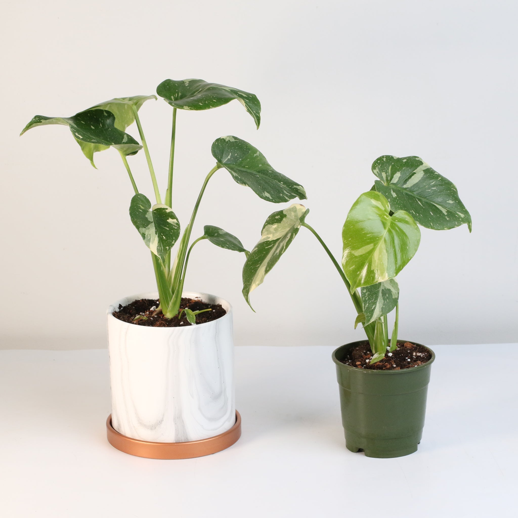 Monstera Thai Constellation - Cheeky Garden