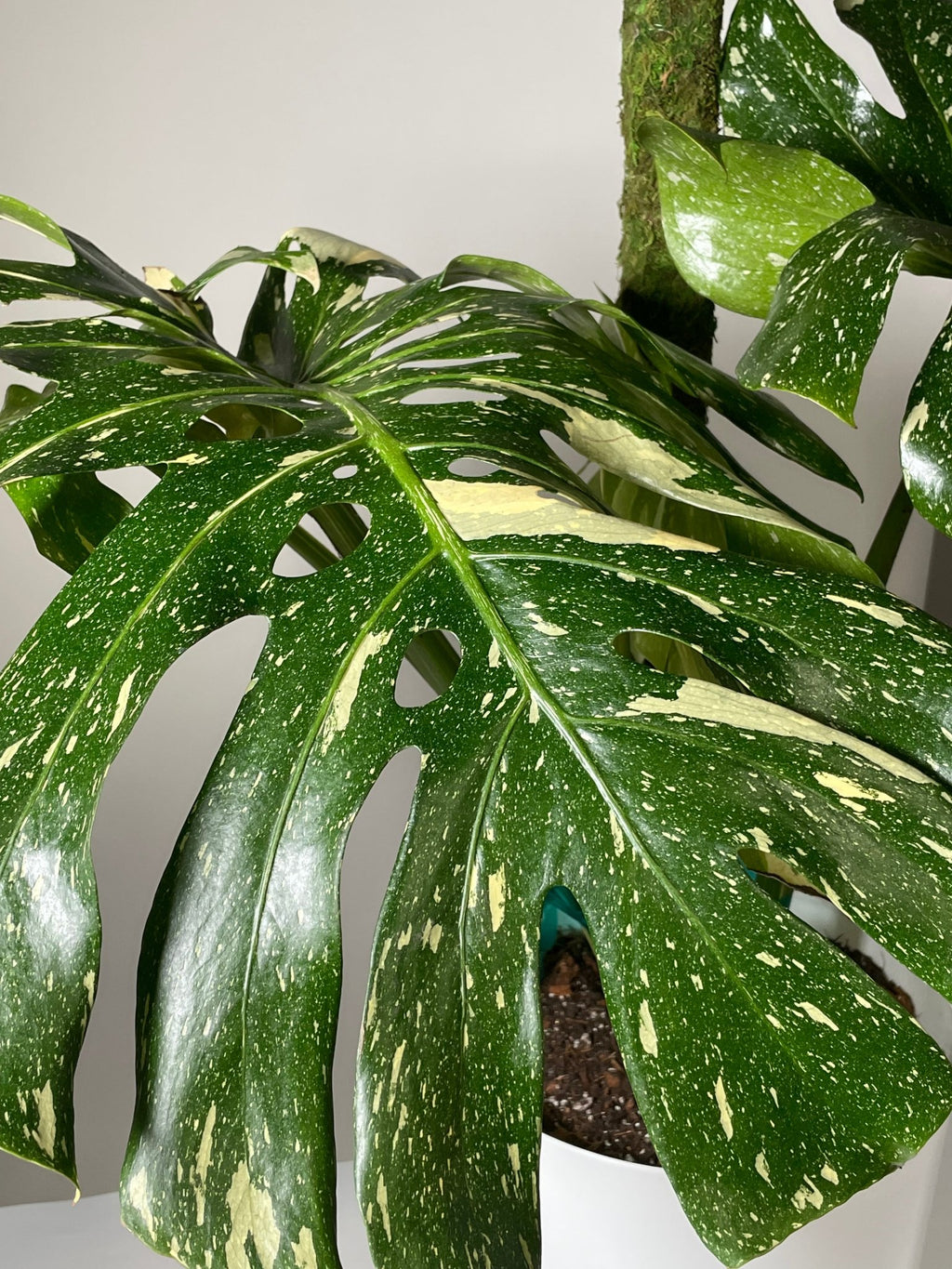 Monstera Thai Constellation - Cheeky Garden
