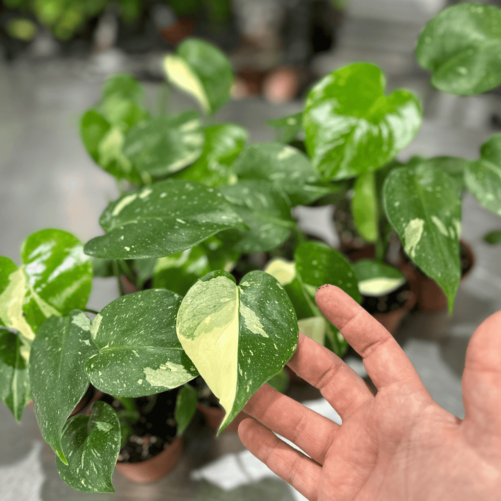Monstera Thai Constellation - Cheeky Garden