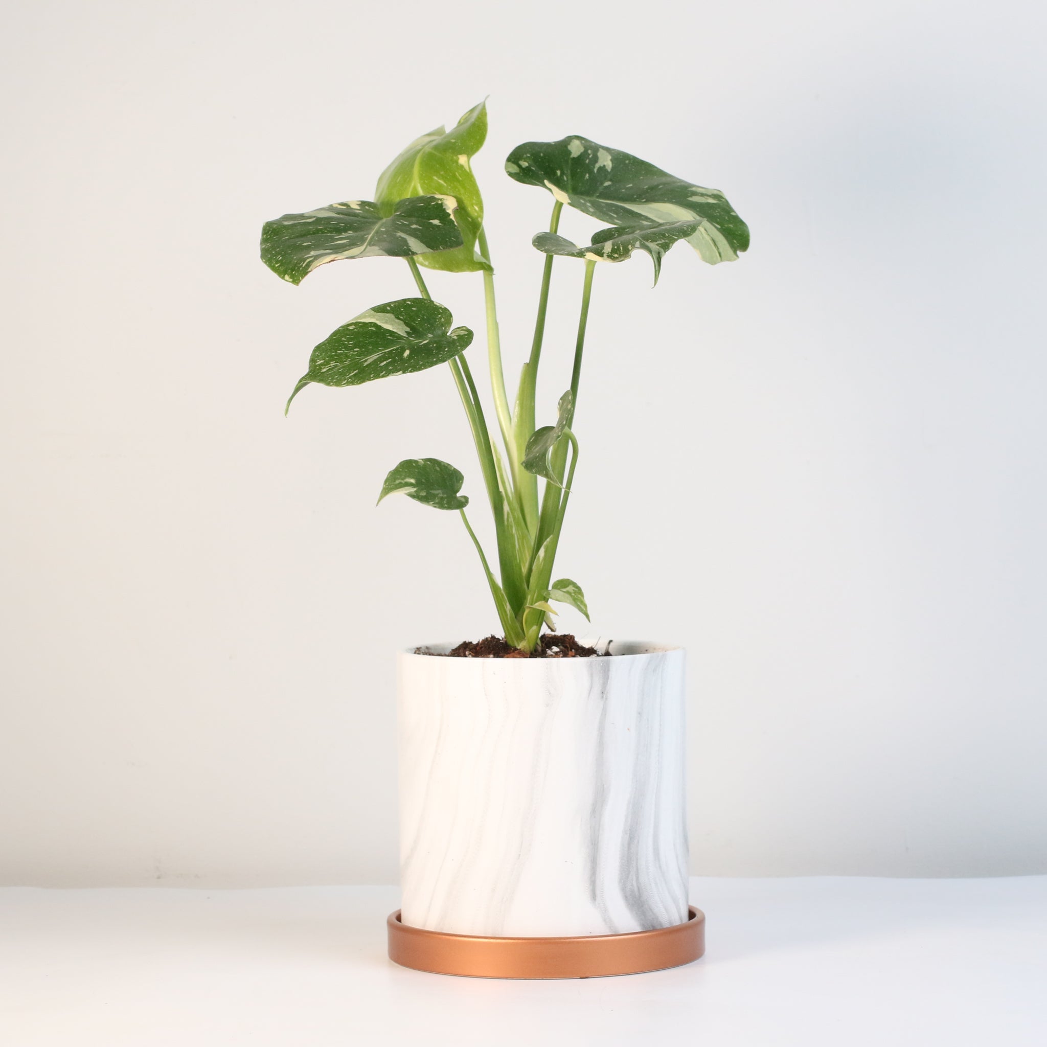 Monstera Thai Constellation - Cheeky Garden