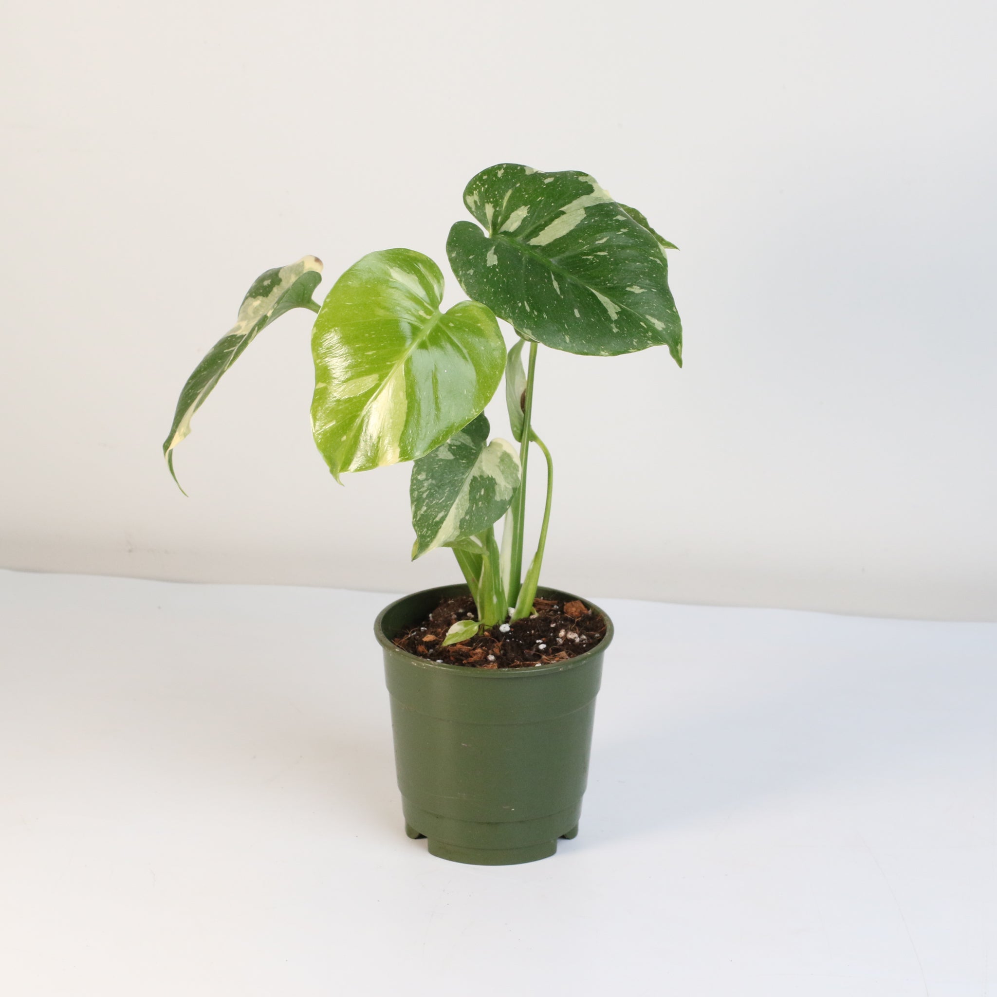Monstera Thai Constellation - Cheeky Garden