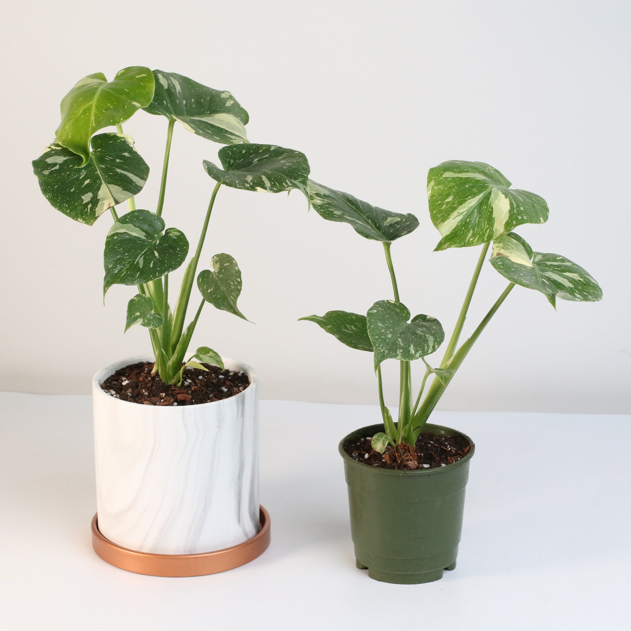 Monstera Thai Constellation - Cheeky Garden