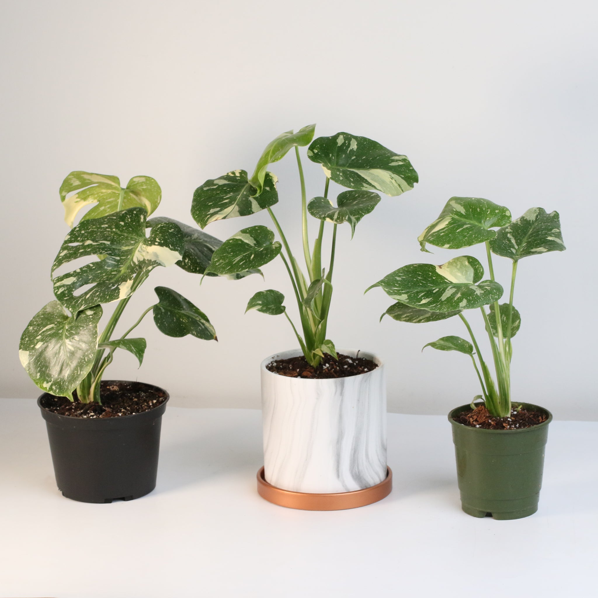 Monstera Thai Constellation - Cheeky Garden