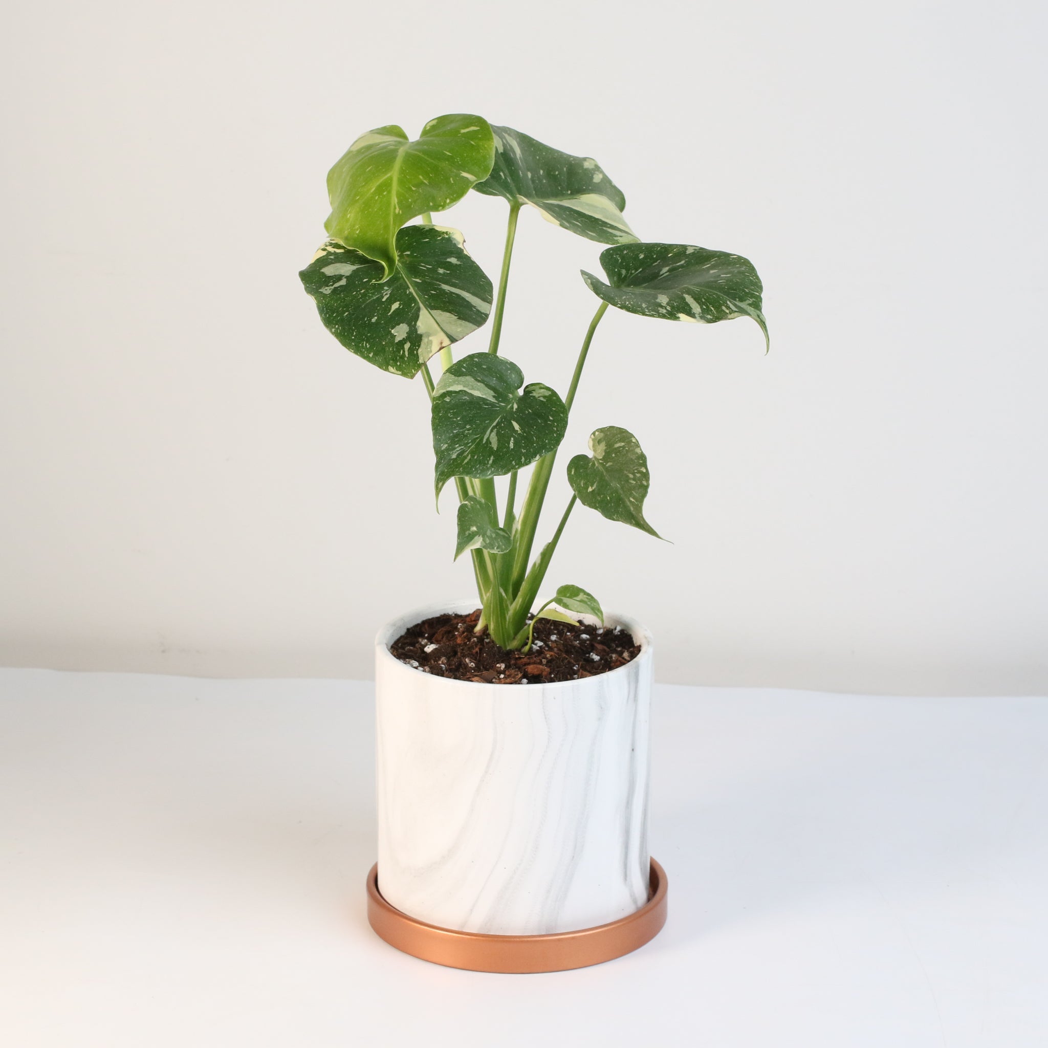 Monstera Thai Constellation - Cheeky Garden