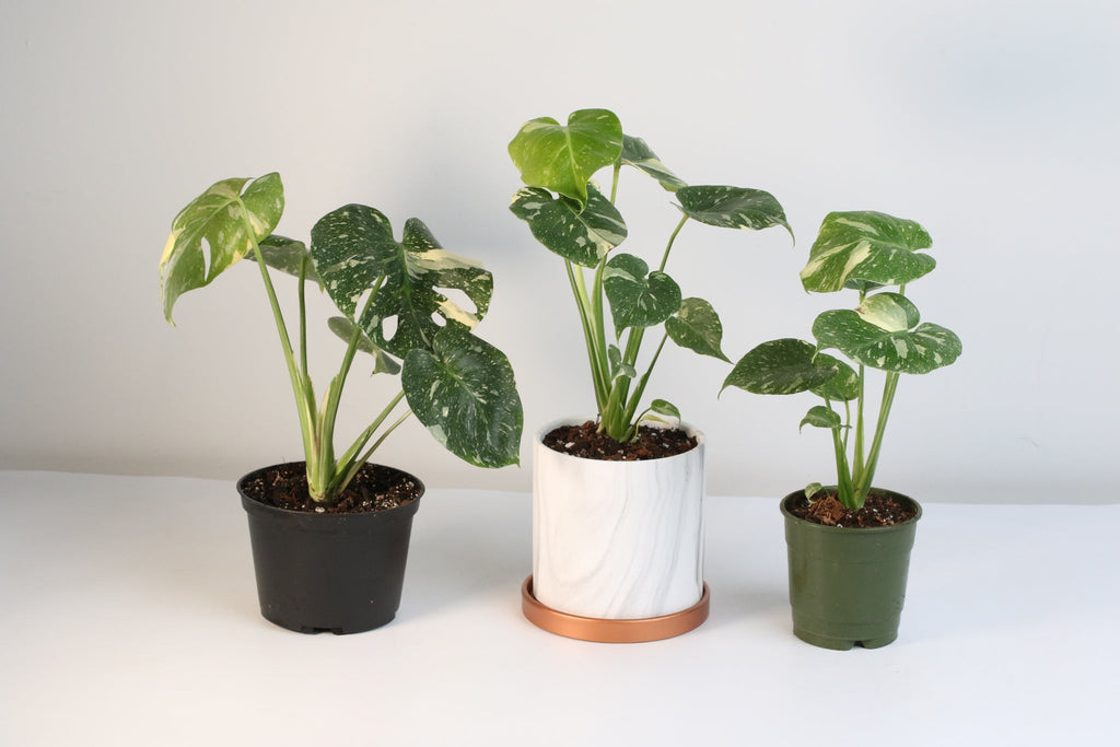 Monstera Thai Constellation - Cheeky Garden