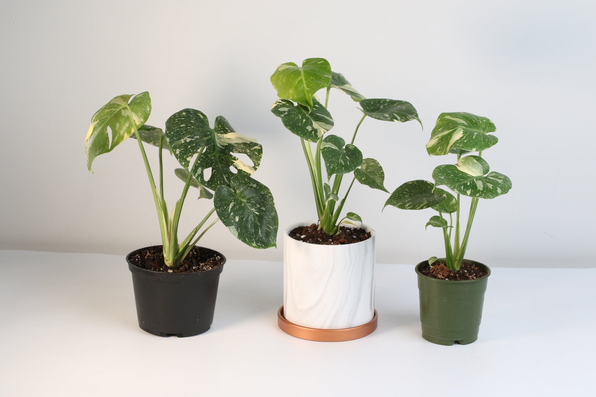 Monstera Thai Constellation - Cheeky Garden
