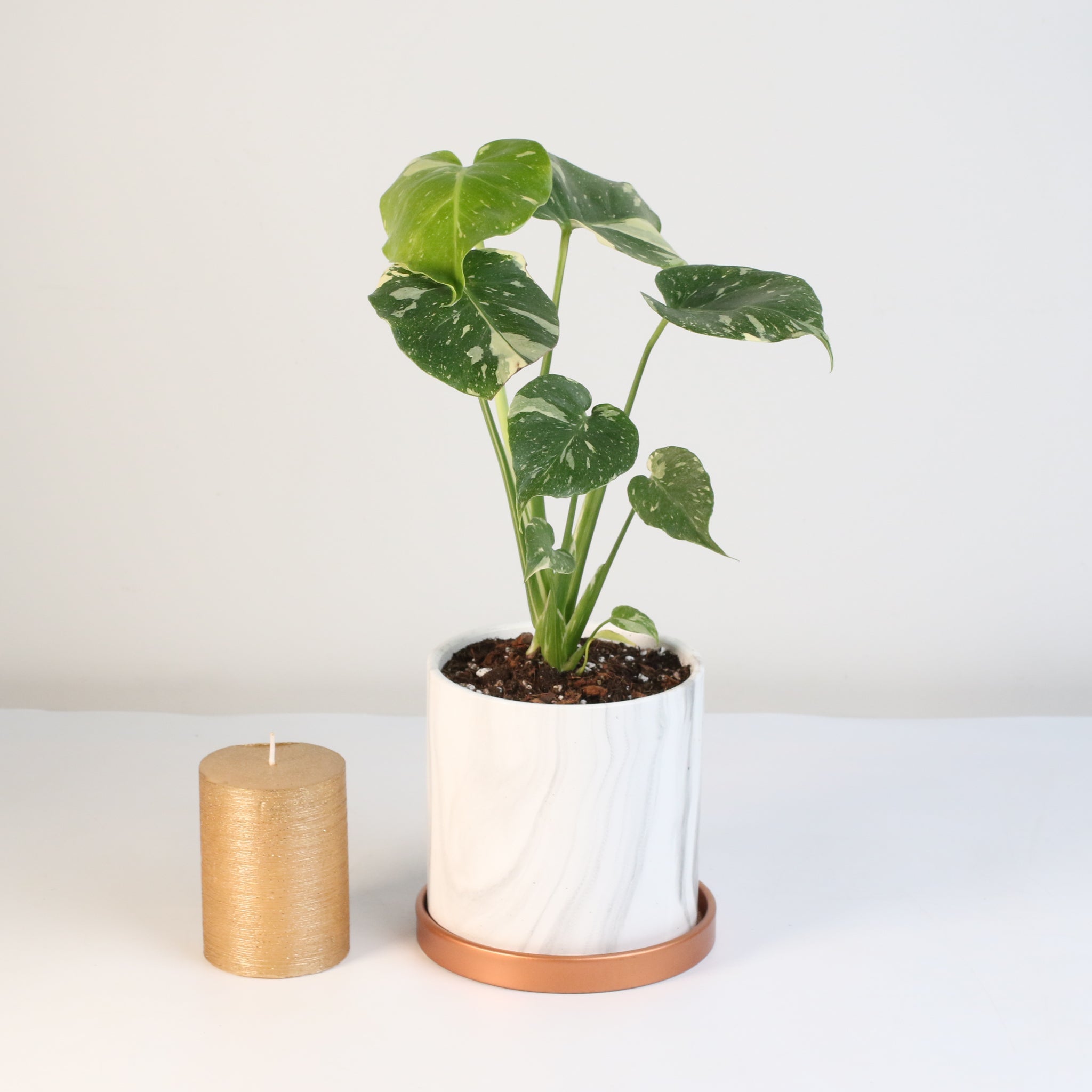 Monstera Thai Constellation - Cheeky Garden
