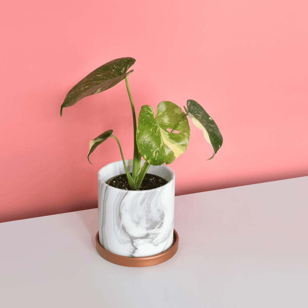 Monstera Thai Constellation - Cheeky Garden