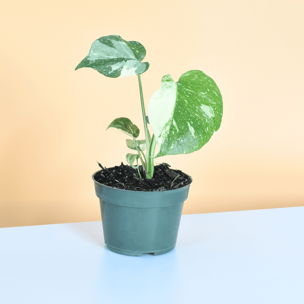Monstera Thai Constellation - Cheeky Garden