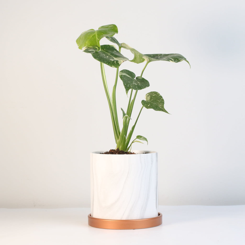Monstera Thai Constellation - Cheeky Garden