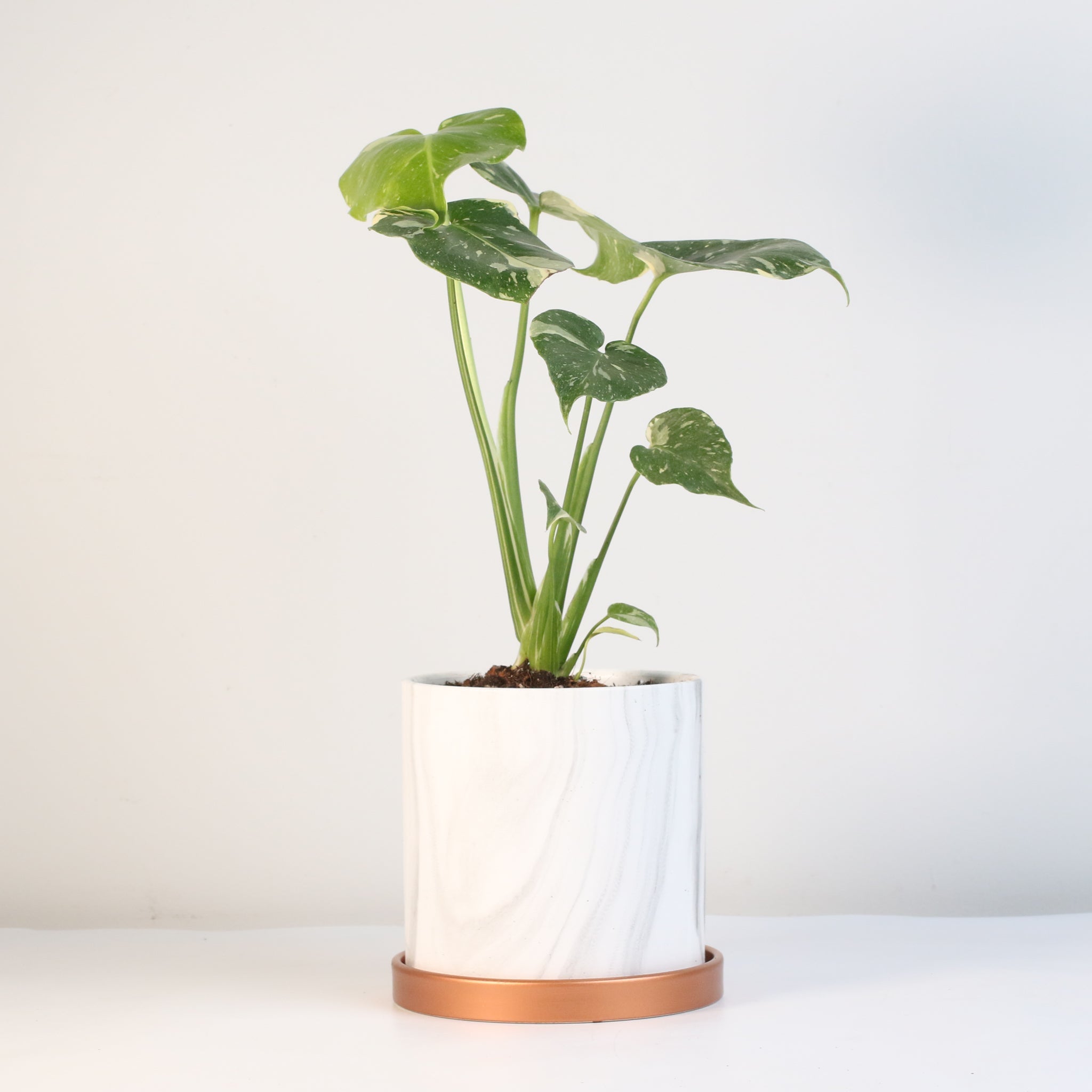 Monstera Thai Constellation - Cheeky Garden