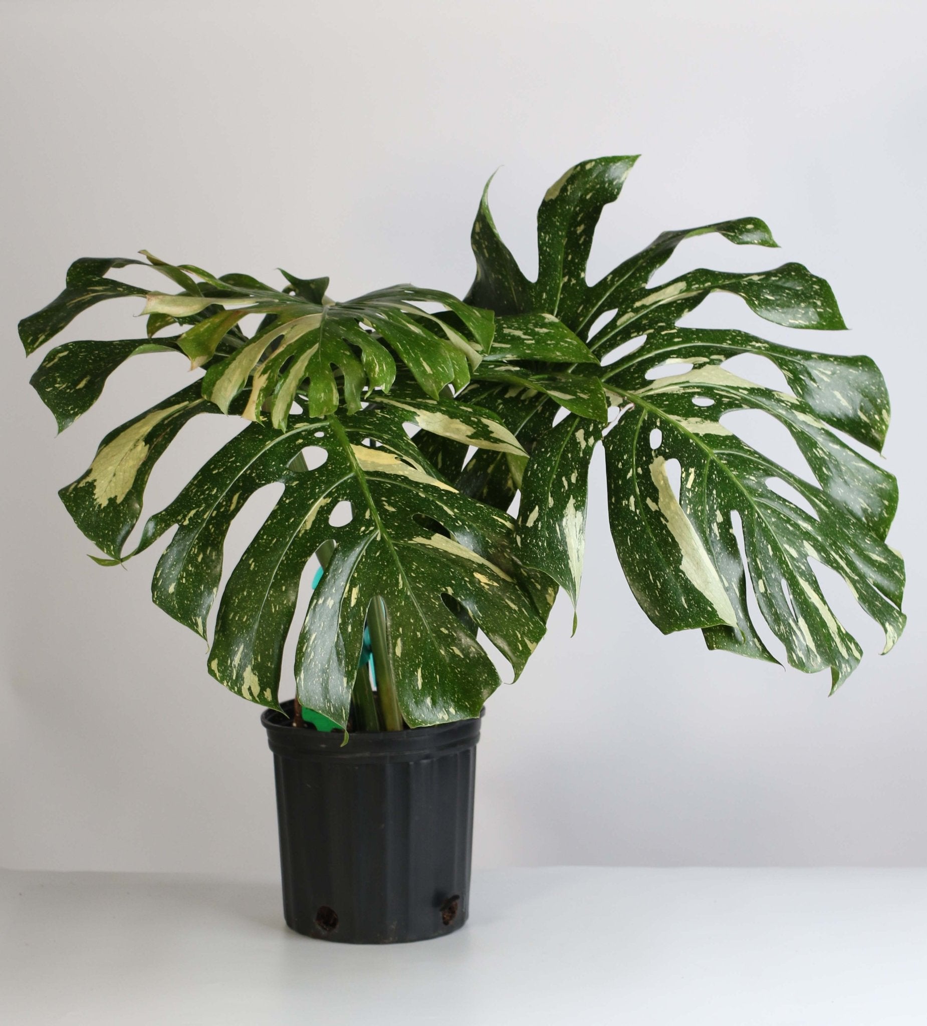 Monstera Thai Constellation - Cheeky Garden