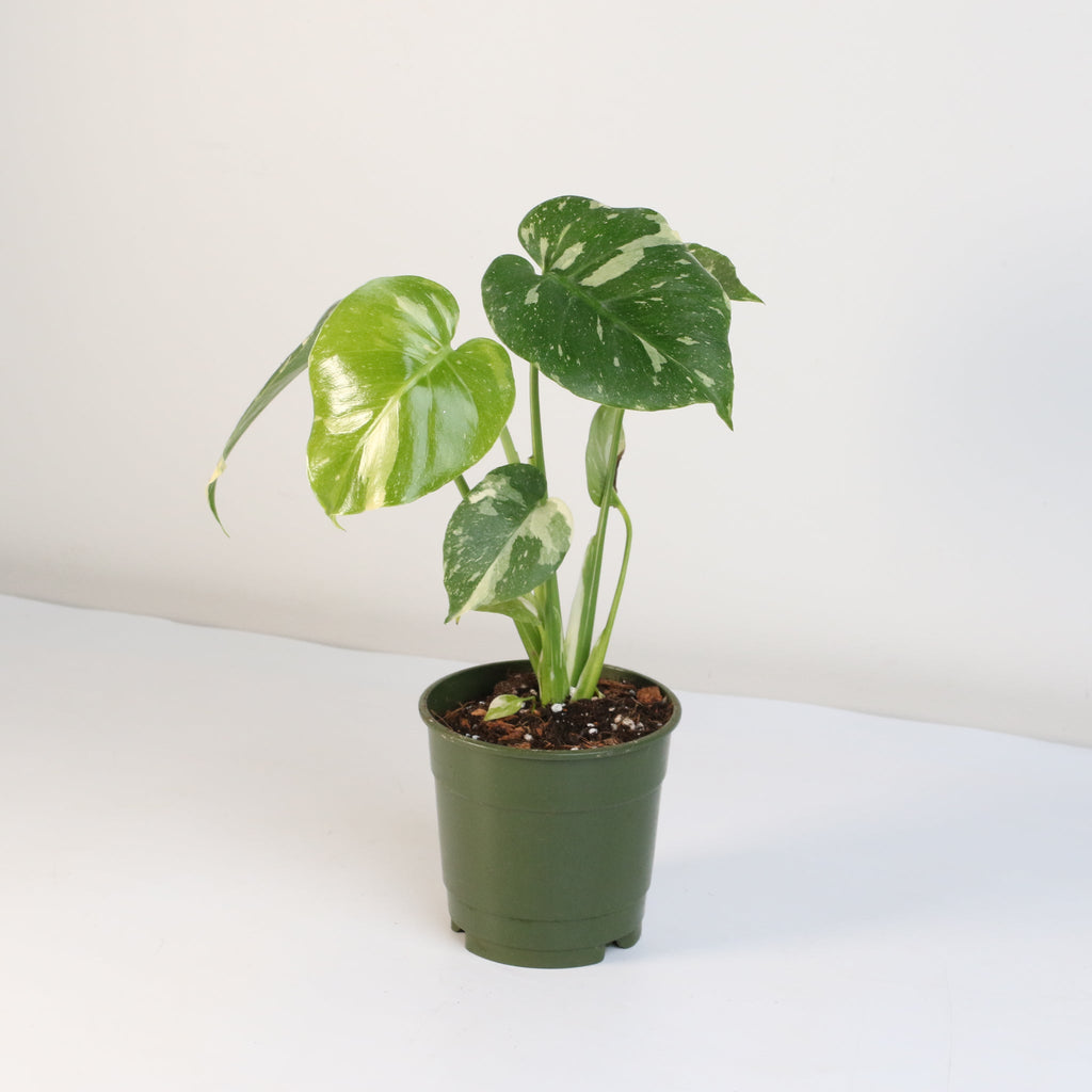 Monstera Thai Constellation - Cheeky Garden