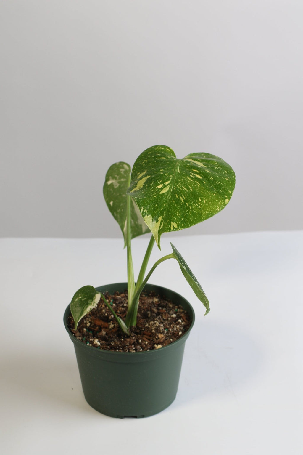 Monstera Thai Constellation - Cheeky Garden