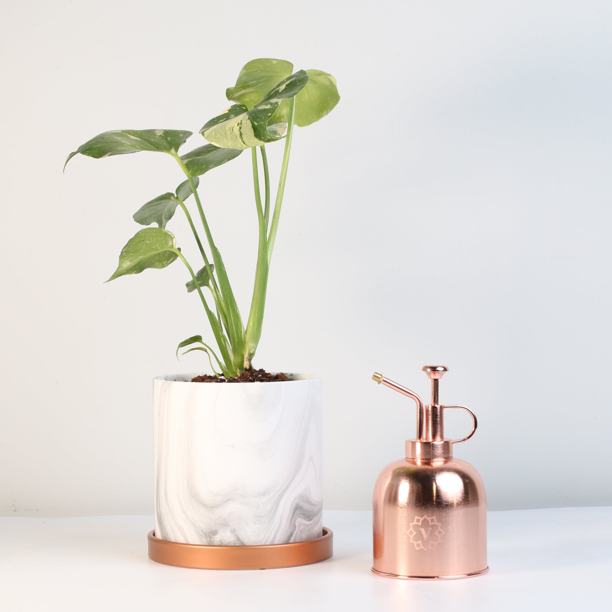 Monstera Thai Constellation - Cheeky Garden