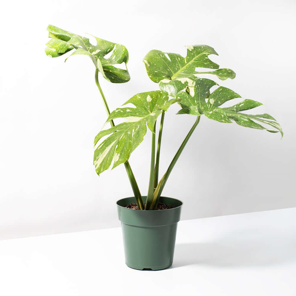 Monstera Thai Constellation - Cheeky Garden