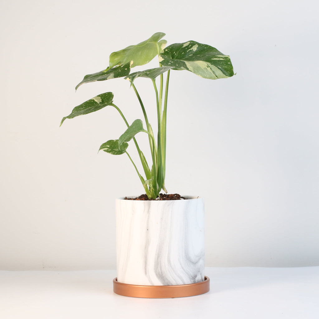 Monstera Thai Constellation - Cheeky Garden