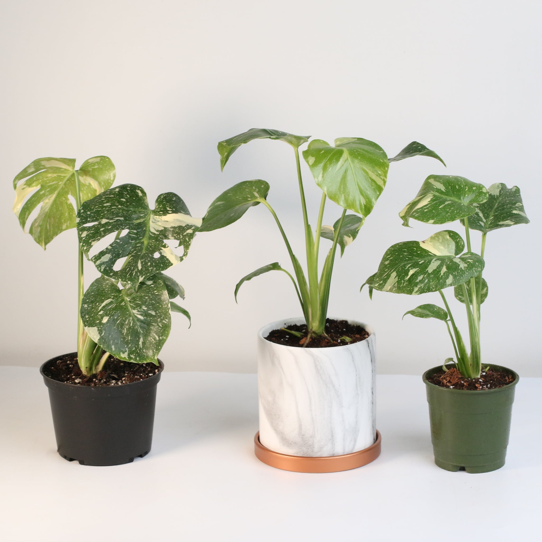 Monstera Thai Constellation - Cheeky Garden